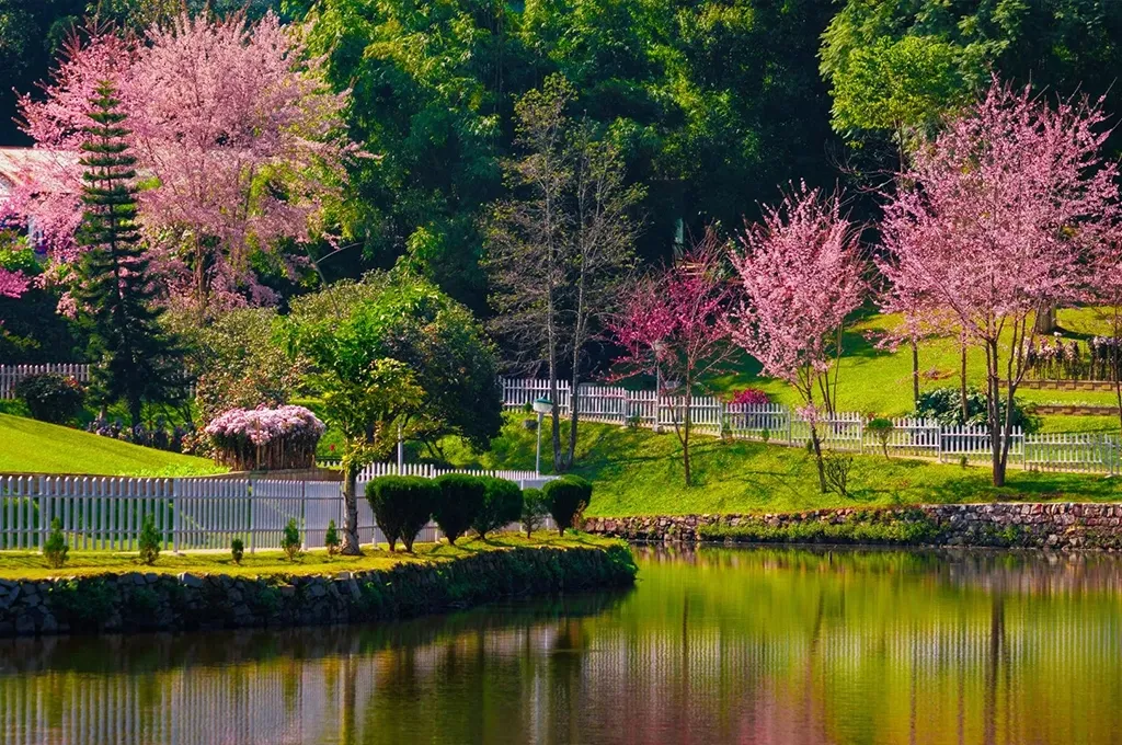 Cherry Blossom Festival